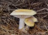 Šťavnatka modřínová (Houby), Hygrophorus lucorum, Kalchbr. (Fungi)